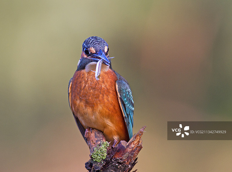 在树枝上栖息的翠鸟特写，罗马尼亚萨图马雷图片素材
