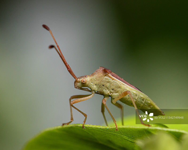 树叶上昆虫的特写镜头图片素材