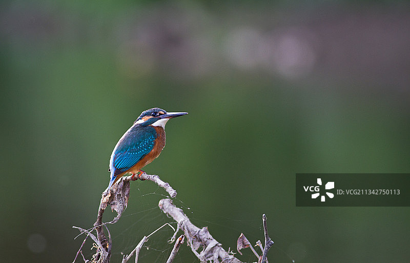 翠鸟栖息在树枝上的特写，罗马尼亚萨图马雷图片素材