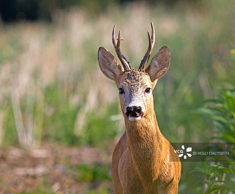 站在田野上的狍子肖像，罗马尼亚萨图马雷图片素材
