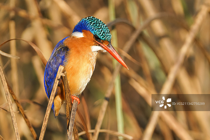 翠鸟栖息在植物上特写，比勒陀利亚，南非图片素材