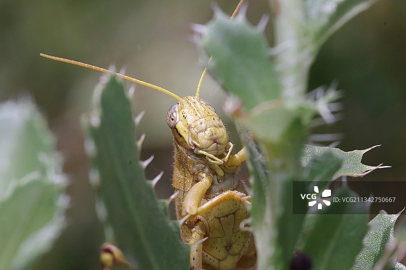 仙人掌植物特写图片素材