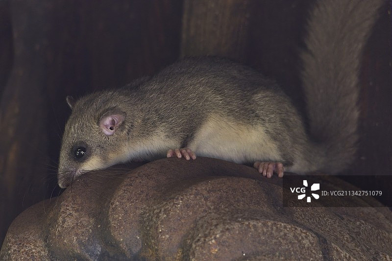 豚鼠特写，德国图片素材