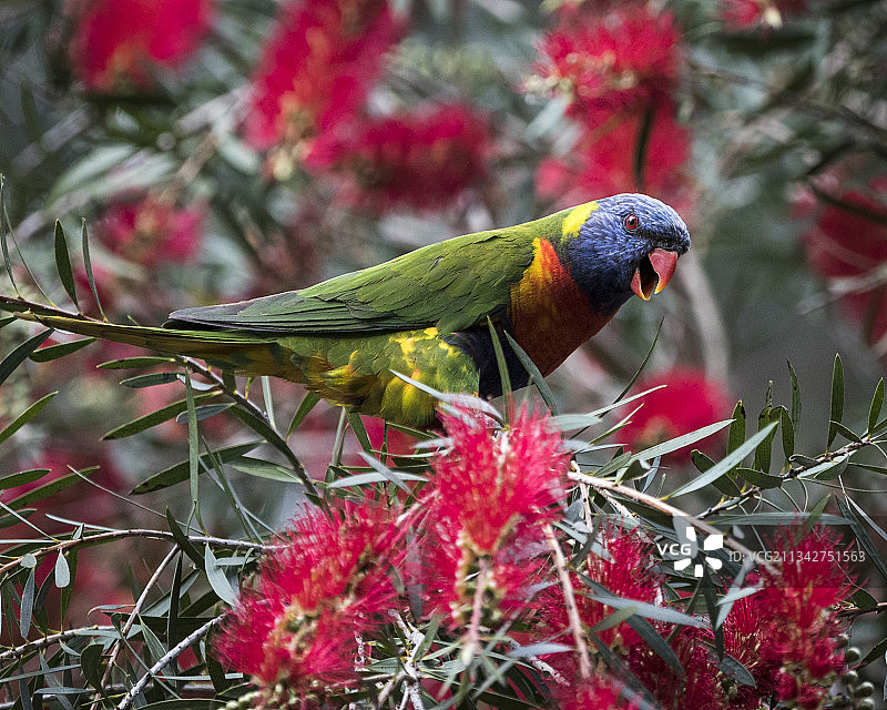 彩虹鹦鹉栖息在树上的特写图片素材