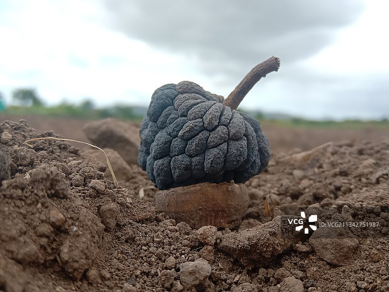 印度浦那田野中泥土的特写图片素材
