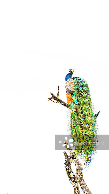 斯里兰卡雅拉国家公园树枝上的孔雀特写图片素材