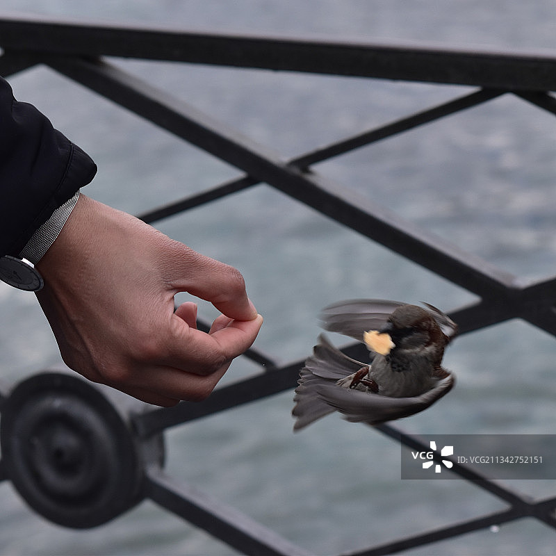手部喂鸟特写图片素材