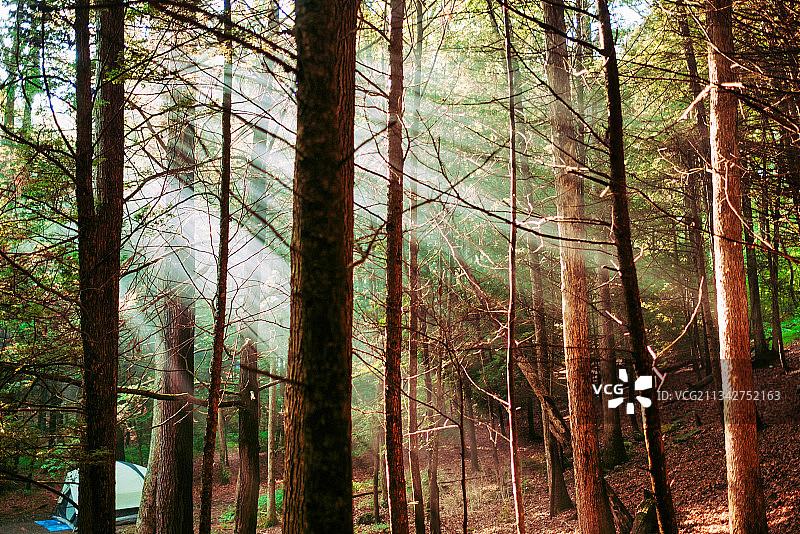 树木在森林图片素材