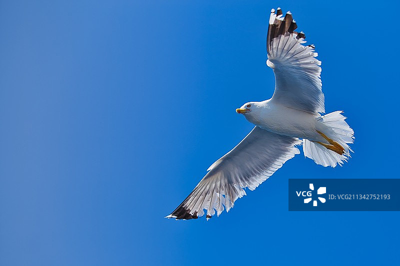 克罗地亚，在晴朗的蓝天下飞翔的海鸥的低角度视图图片素材