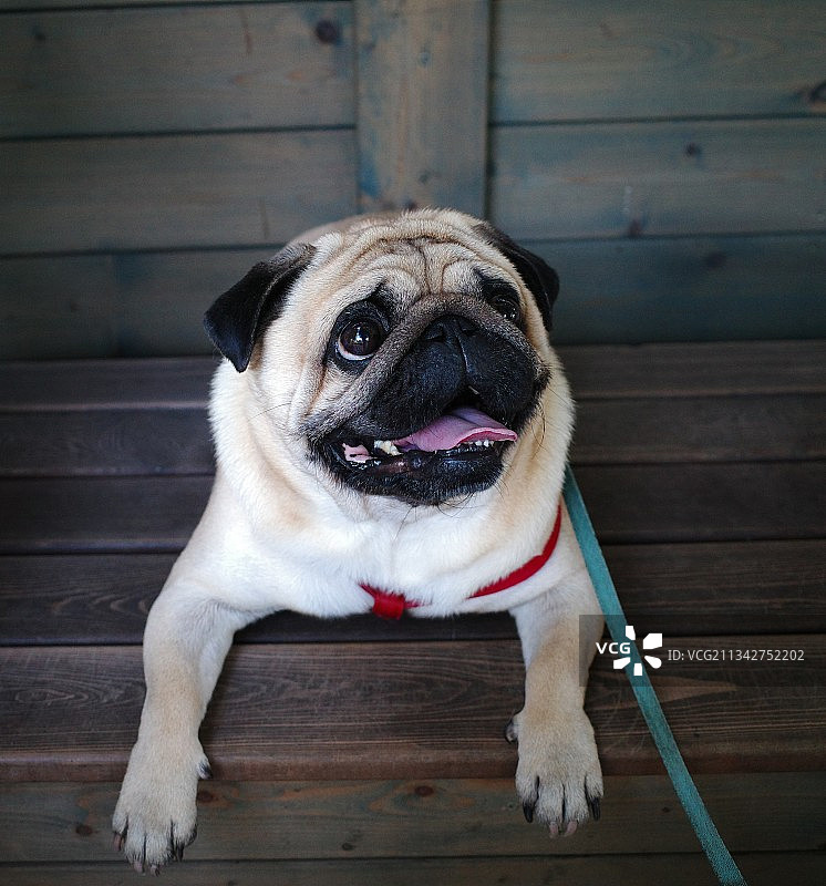 坐在木地板上的巴哥犬画像图片素材