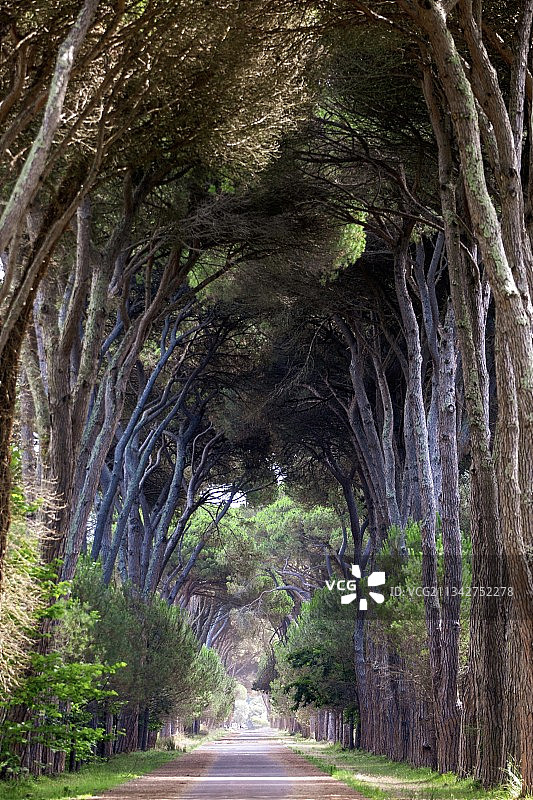 意大利托斯卡纳森林中的空旷道路图片素材