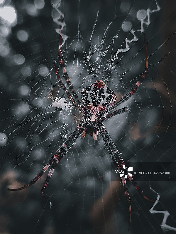 蜘蛛在网上的特写镜头图片素材