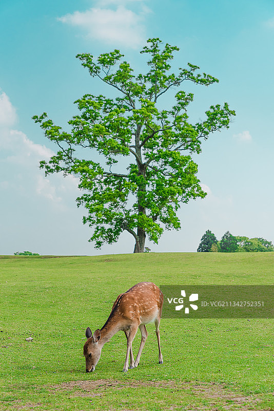 草地上吃草的鹿的侧面图图片素材