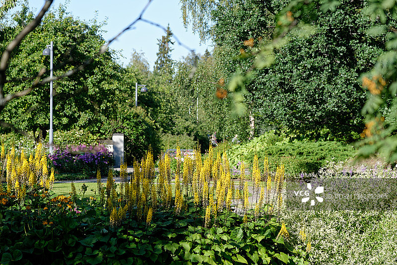 公园里的开花植物景观图片素材