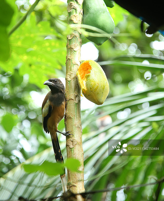 鸟栖息在树上的低角度视图图片素材