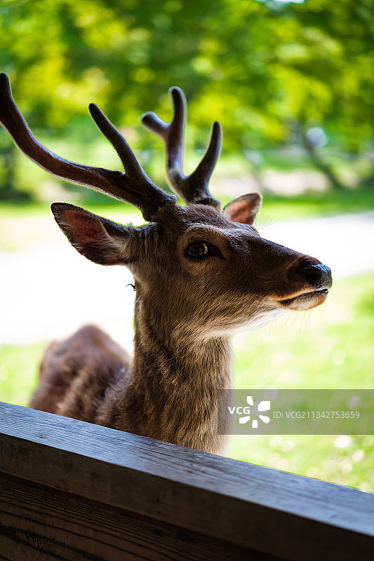 远望的鹿特写，奈良公园，日本图片素材