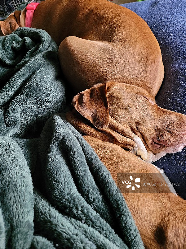 在床上睡觉的狗的特写图片素材