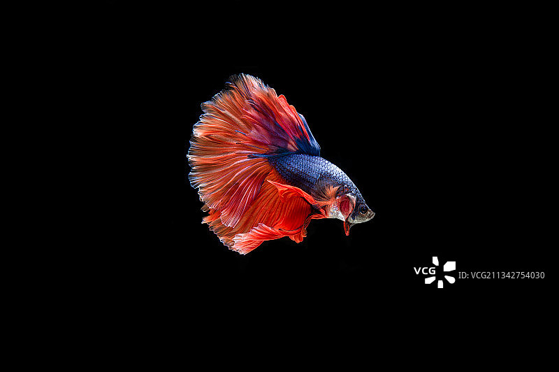 黑色背景下的斗鱼特写图片素材