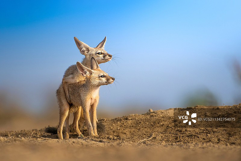胡狼站在土地上，以天空为背景图片素材