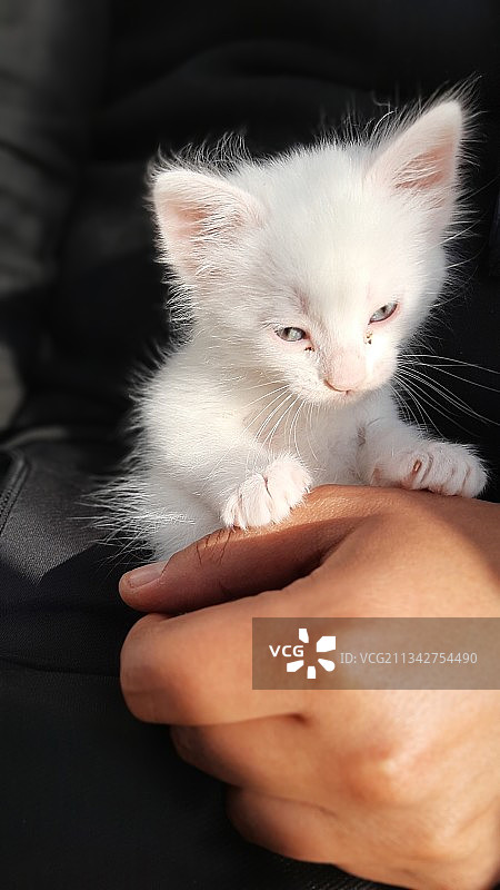 手持小猫特写，突尼斯哈马马特图片素材