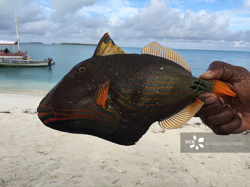 手持海鲷特写，海滩，印度拉克沙群岛图片素材