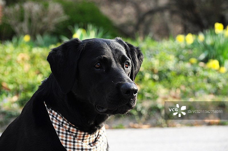 黑色拉布拉多猎犬的特写镜头，看向远方图片素材