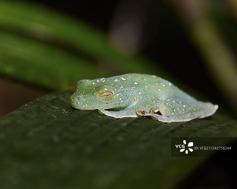 哥斯达黎加树蛙树叶特写图片素材