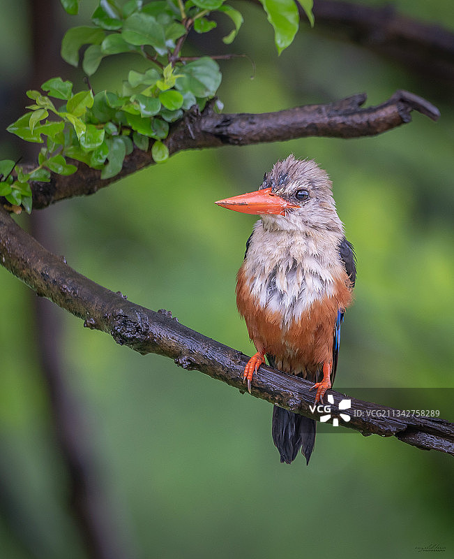 栖息在树枝上的热带翠鸟特写图片素材