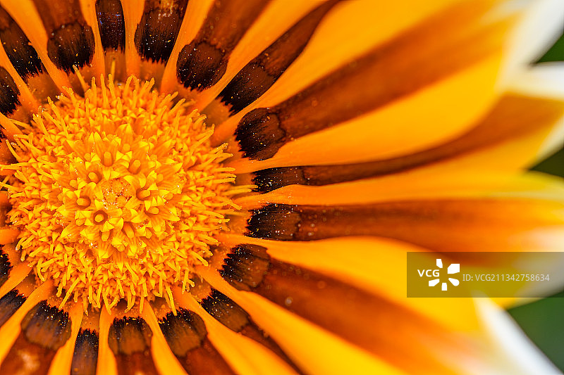 黄色花朵的特写，土耳其安塔利亚图片素材