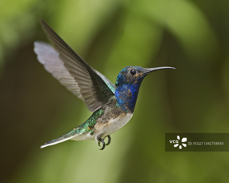 蓝颏蓝宝石蜂鸟在哥斯达黎加户外飞行的特写图片素材