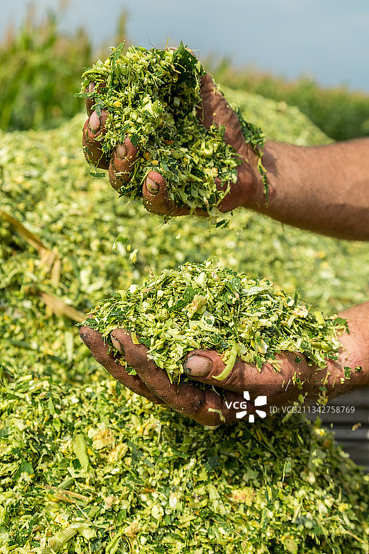 塞尔维亚：手中的蔬菜图片素材