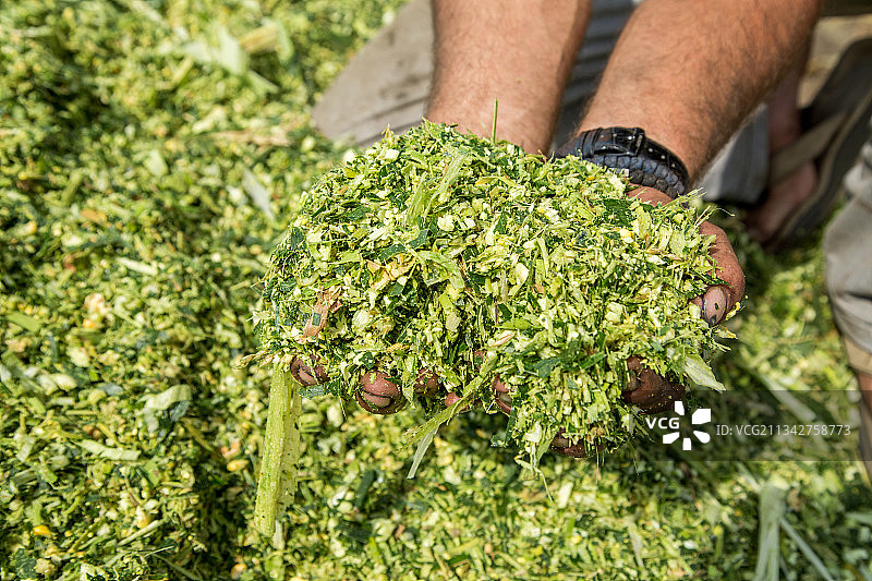 男子站在塞尔维亚田野上的下半身图片素材