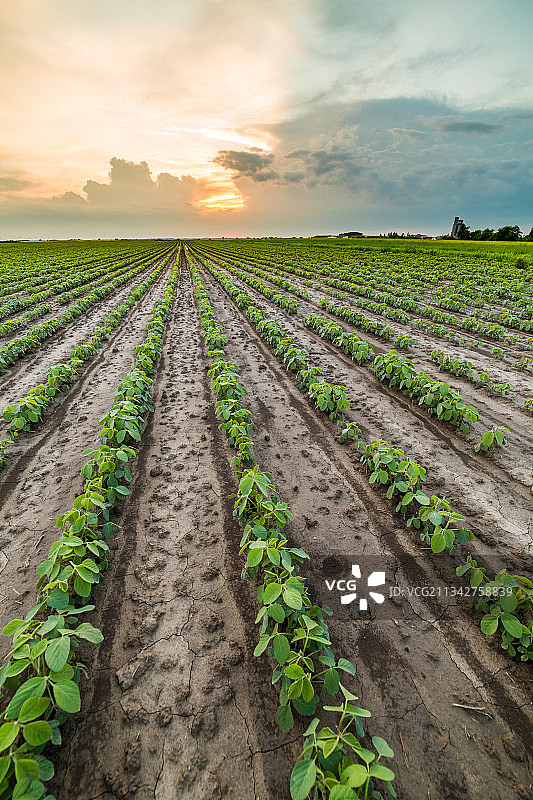 塞尔维亚日落时分的田园风光图片素材