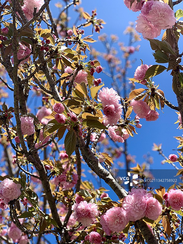 仰视角度拍摄的美国德克萨斯州麦金尼的春日樱花图片素材
