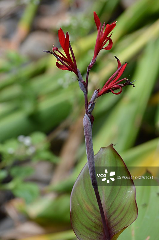红色开花植物的特写图片素材