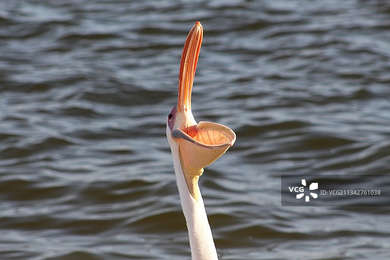 鹈鹕飞过湖面的特写镜头图片素材