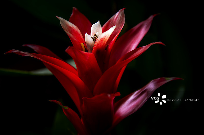 黑色背景下的红色花朵特写图片素材