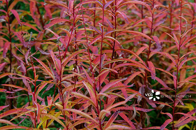美国阿拉斯加红色开花植物全画幅照片图片素材