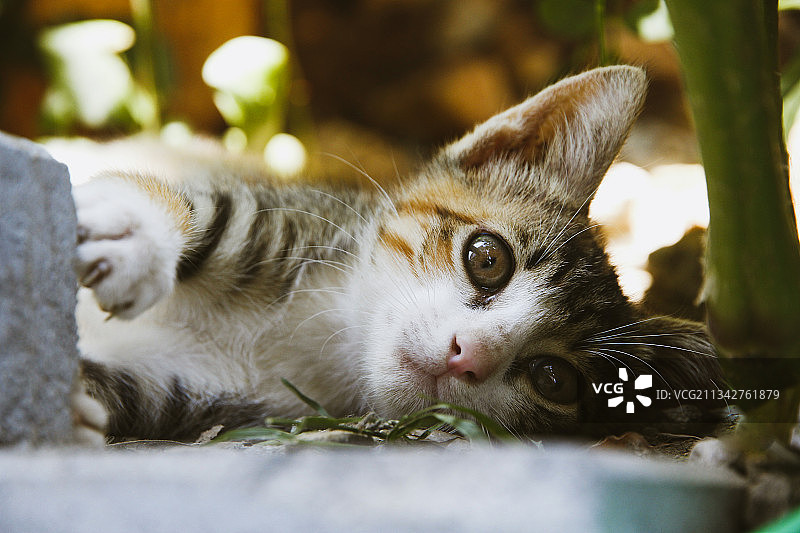 阿尔巴尼亚人行道上躺着的猫特写图片素材