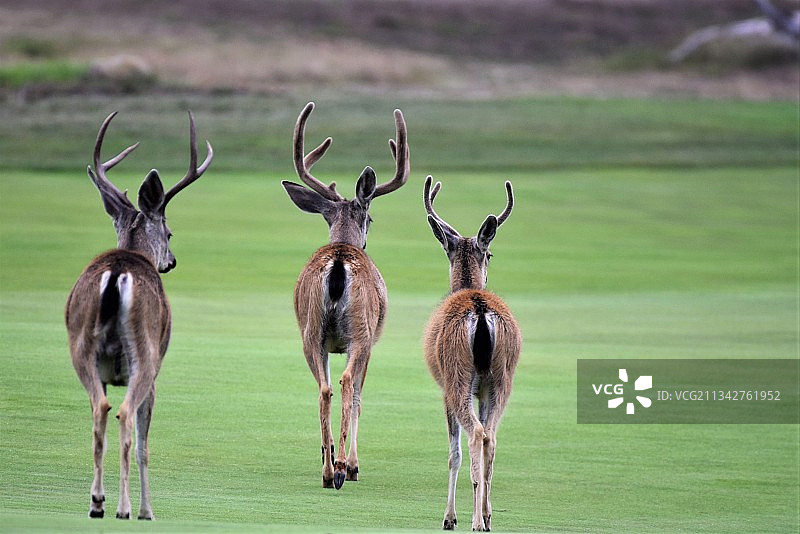美国圆石滩草地上行走的鹿的后视图图片素材