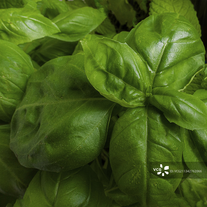 罗勒叶的全画幅照片图片素材