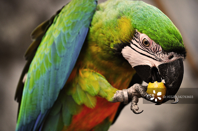 栖息在树枝上的蓝色金刚鹦鹉特写图片素材