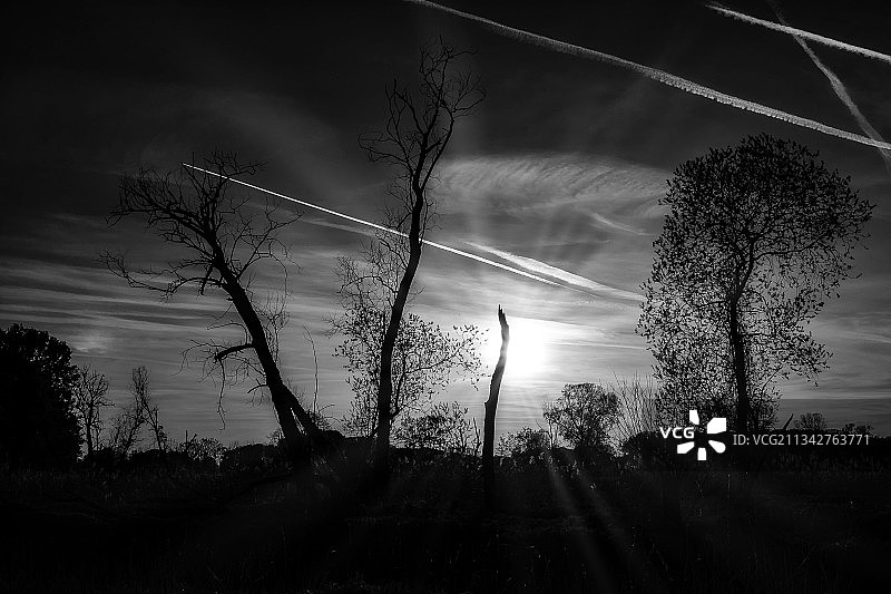 日落时分田野上树木的剪影图片素材