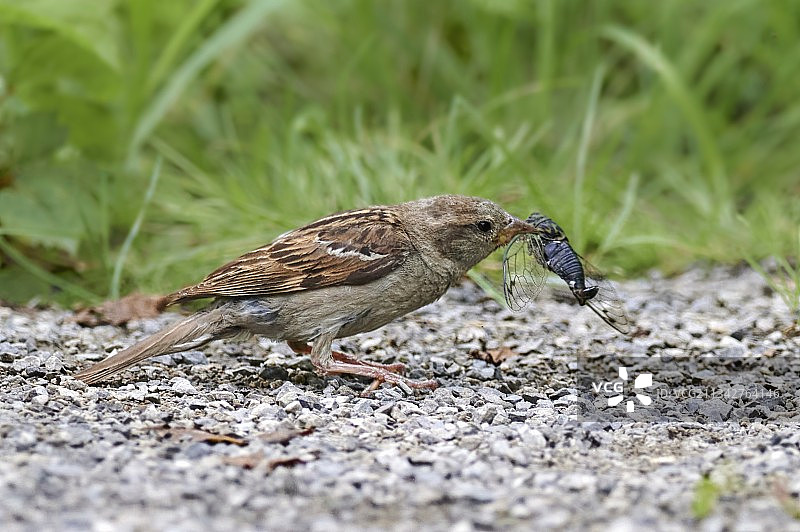 正在觅食的鸣禽麻雀特写图片素材