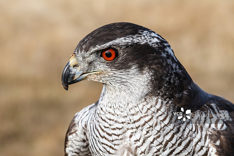 西班牙雄鹰特写图片素材