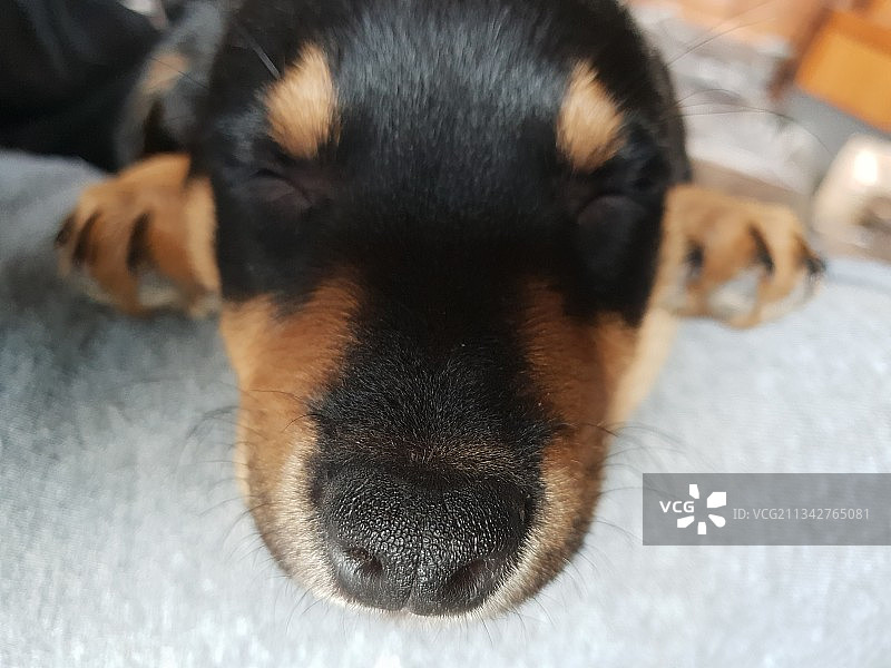 纯种罗威纳犬的特写肖像，澳大利亚贝拉林亚图片素材