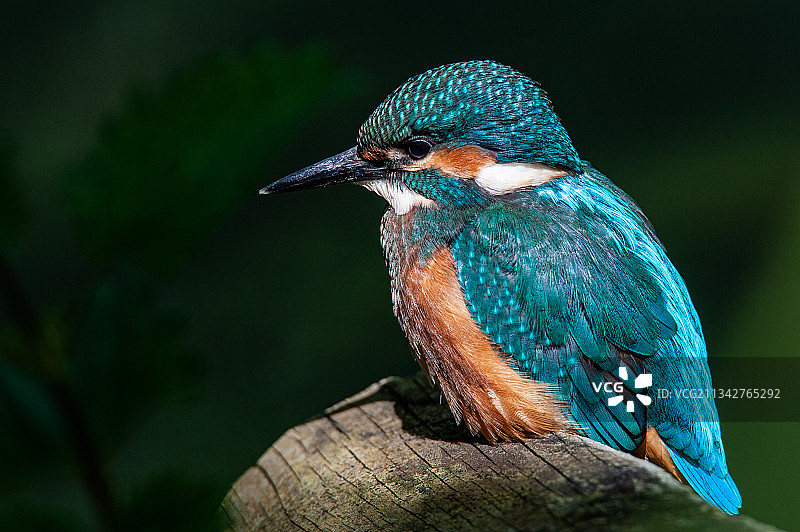 英国约维尔翠鸟栖息在木头上的特写图片素材