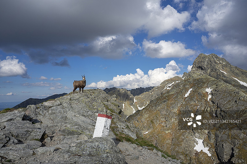 仰视站在山上的山羊，背景是多云的天空图片素材