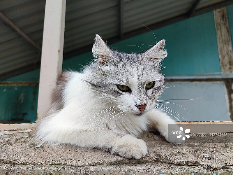 猫坐在户外的特写肖像图片素材