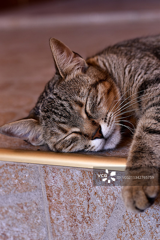 猫睡觉的特写镜头图片素材